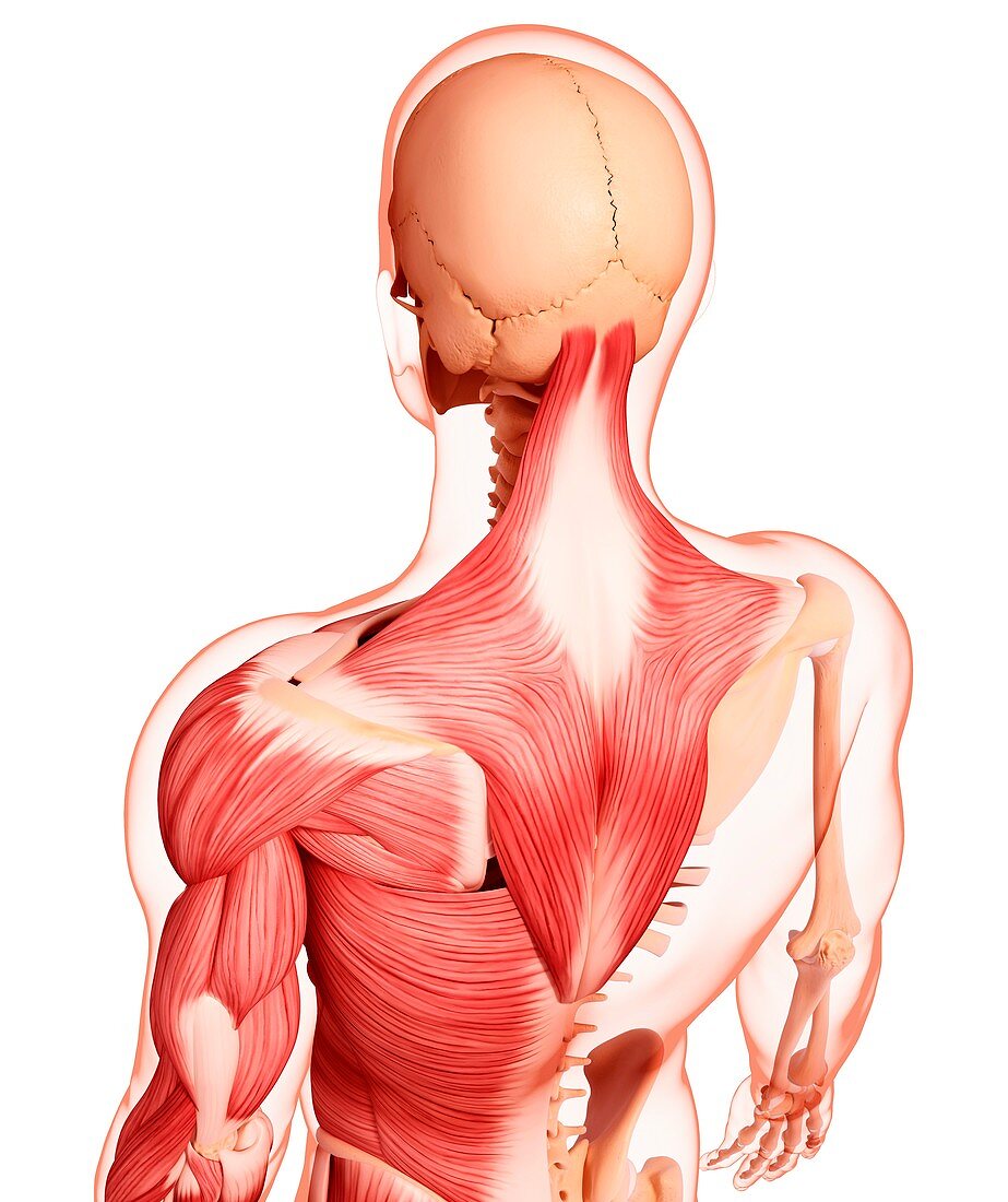 Human musculature,artwork