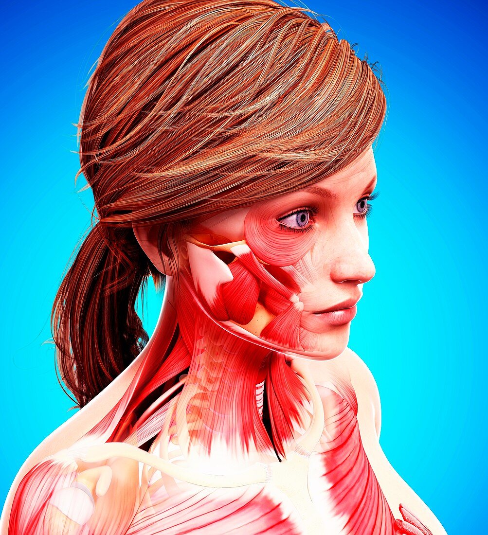 Female head musculature,artwork