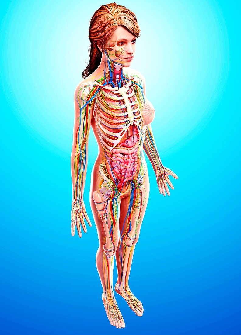 Female anatomy,artwork