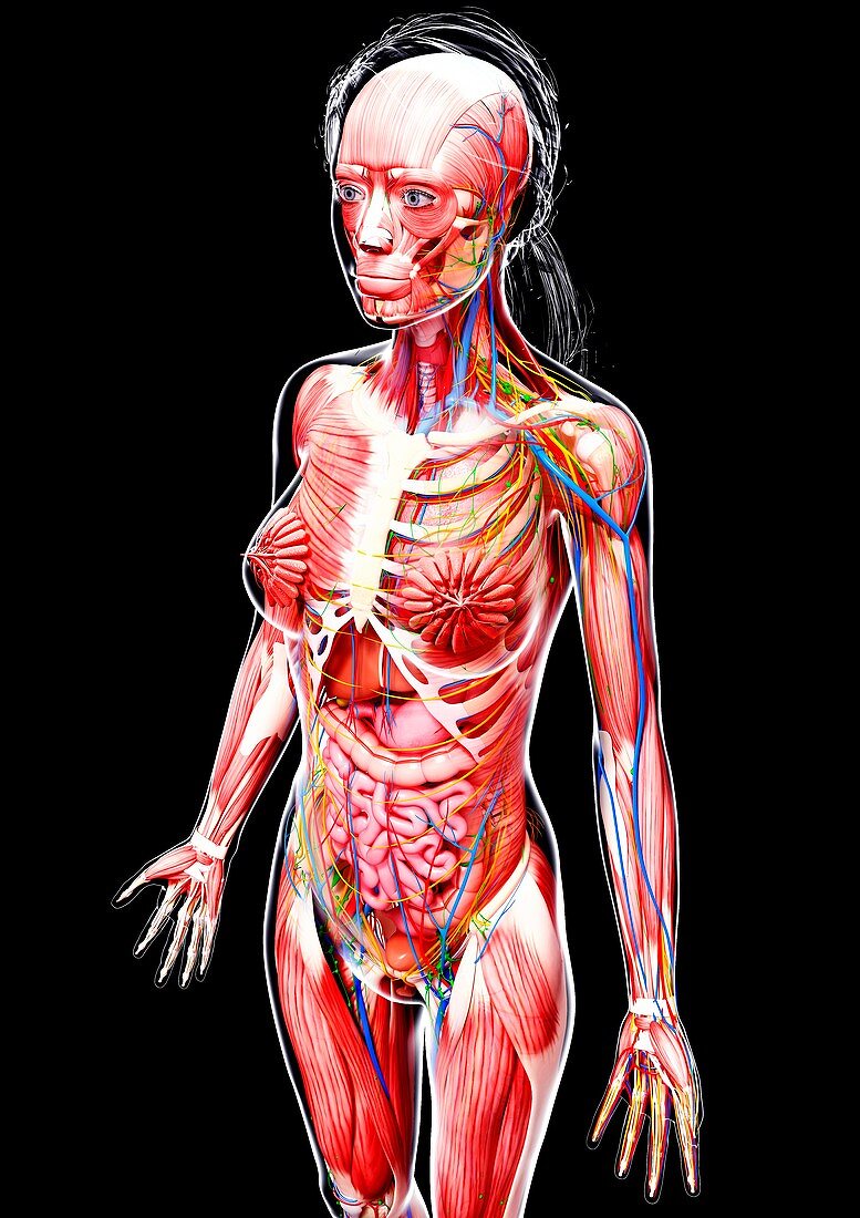 Female anatomy,artwork