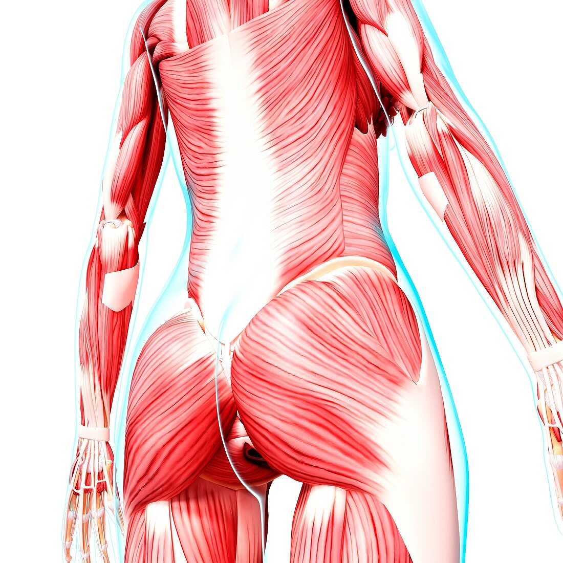 Human musculature,artwork