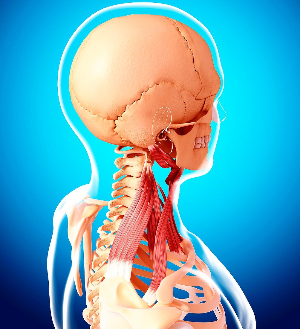 Human neck musculature,artwork