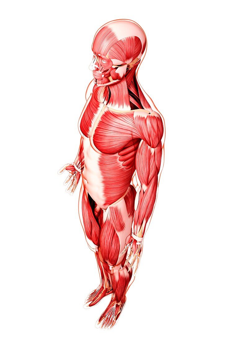 Human musculature,artwork