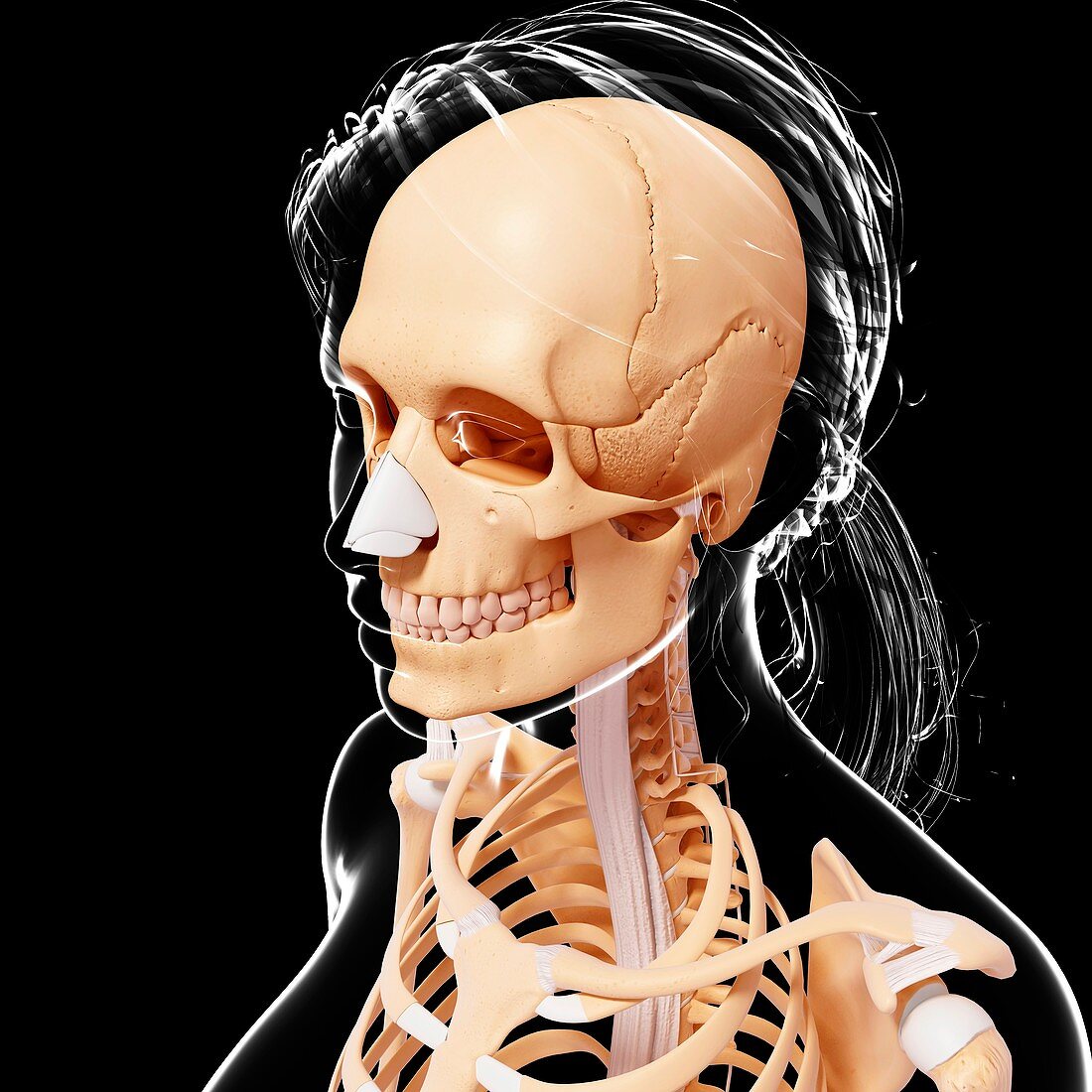 Female skeleton,artwork