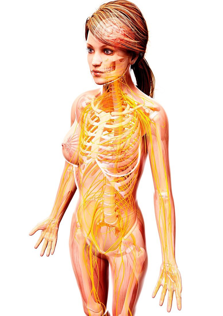 Female nervous system,artwork