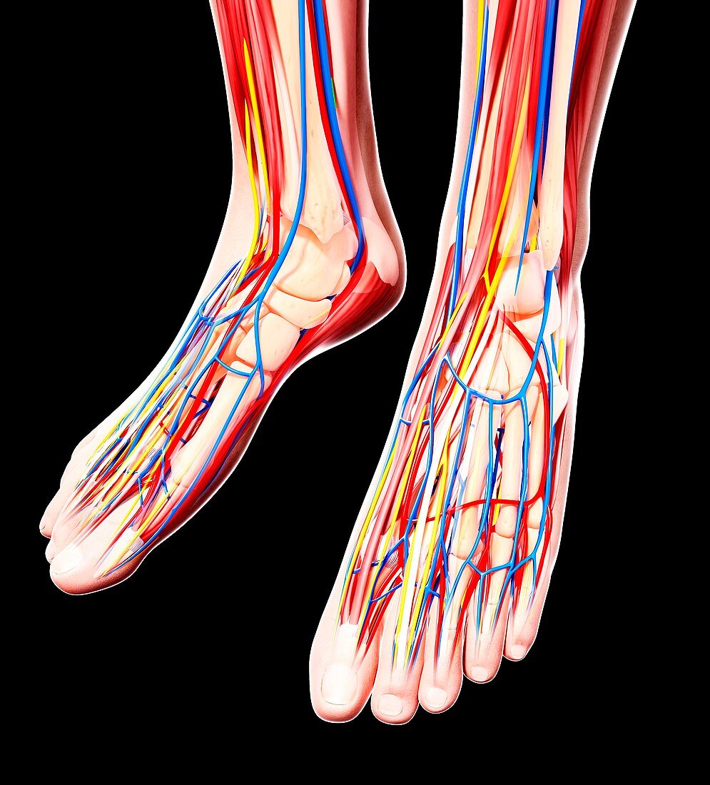 Human foot anatomy,artwork