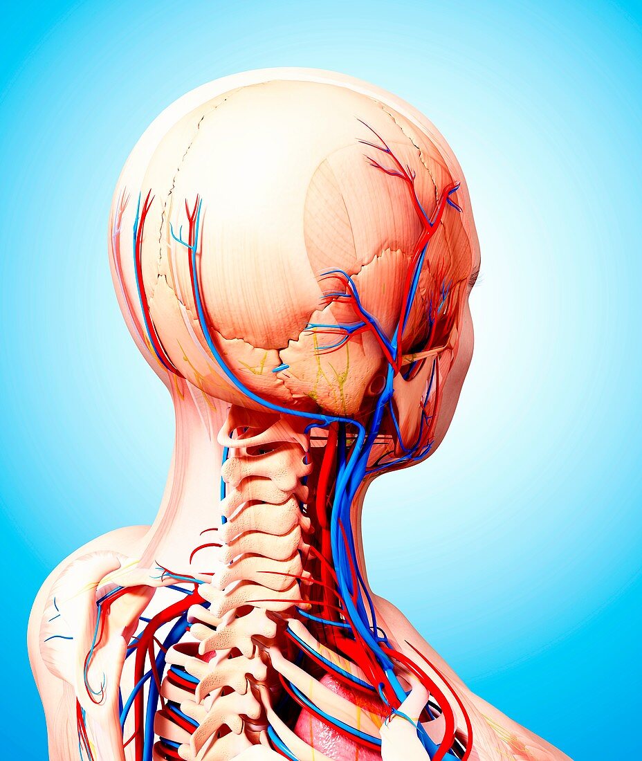 Human cardiovascular system,artwork