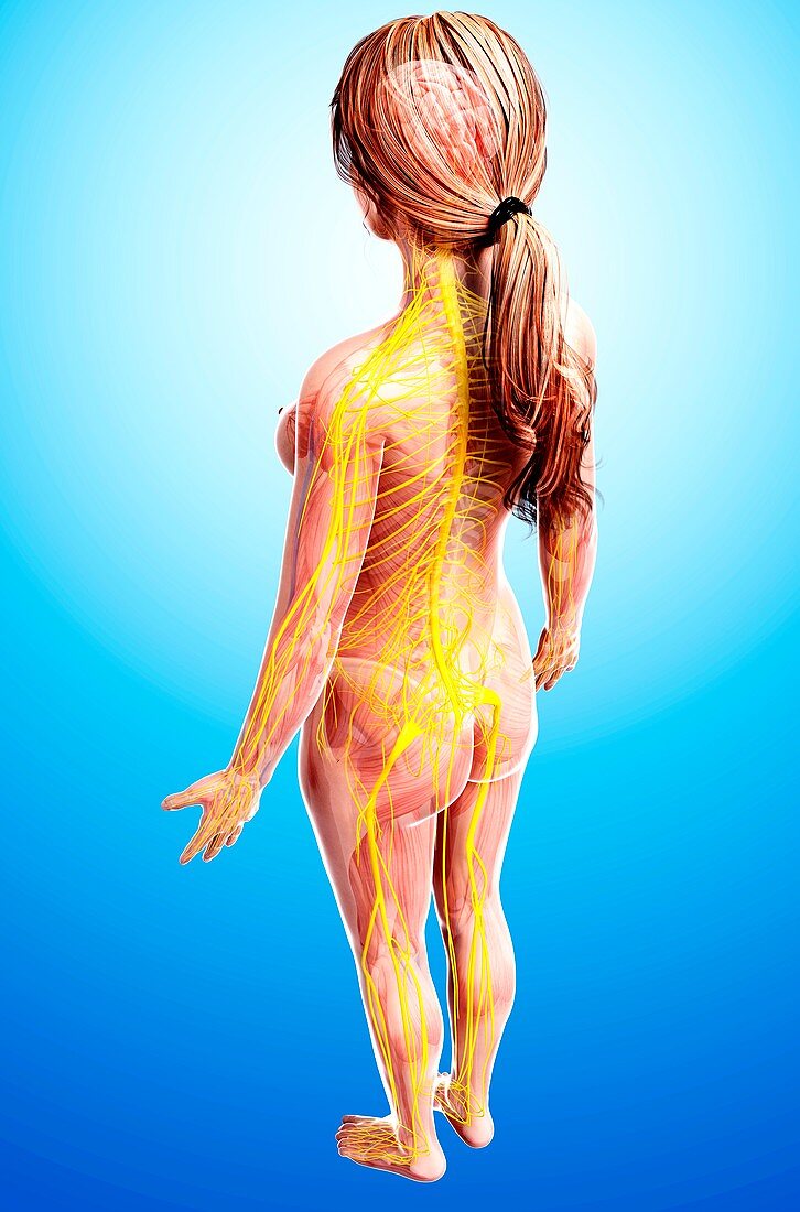 Female nervous system,artwork