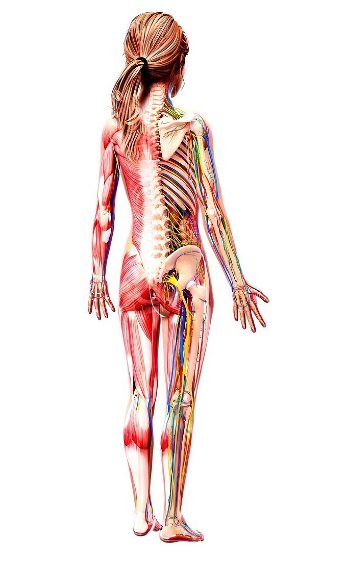 Female anatomy,artwork