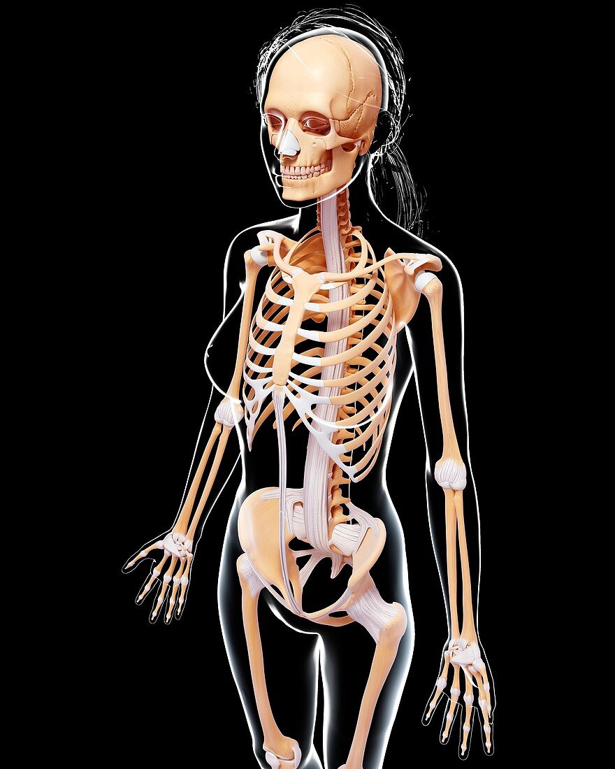 Female skeleton,artwork