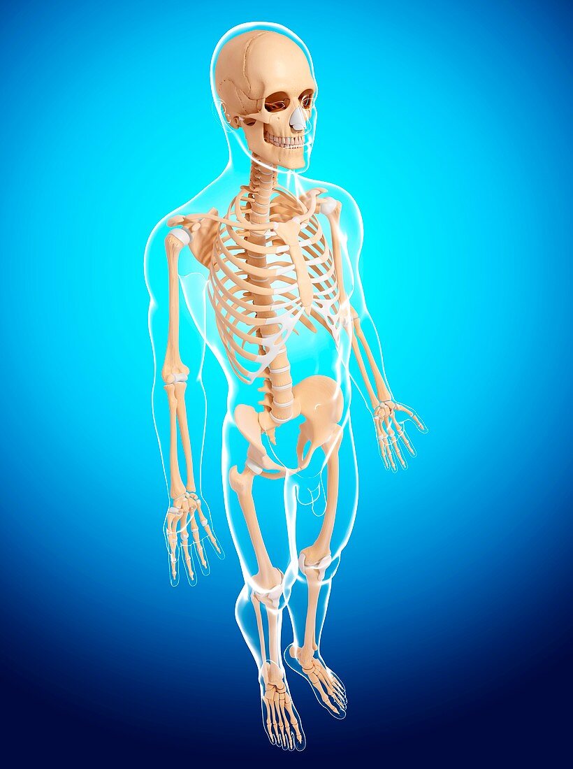 Human skeleton,artwork