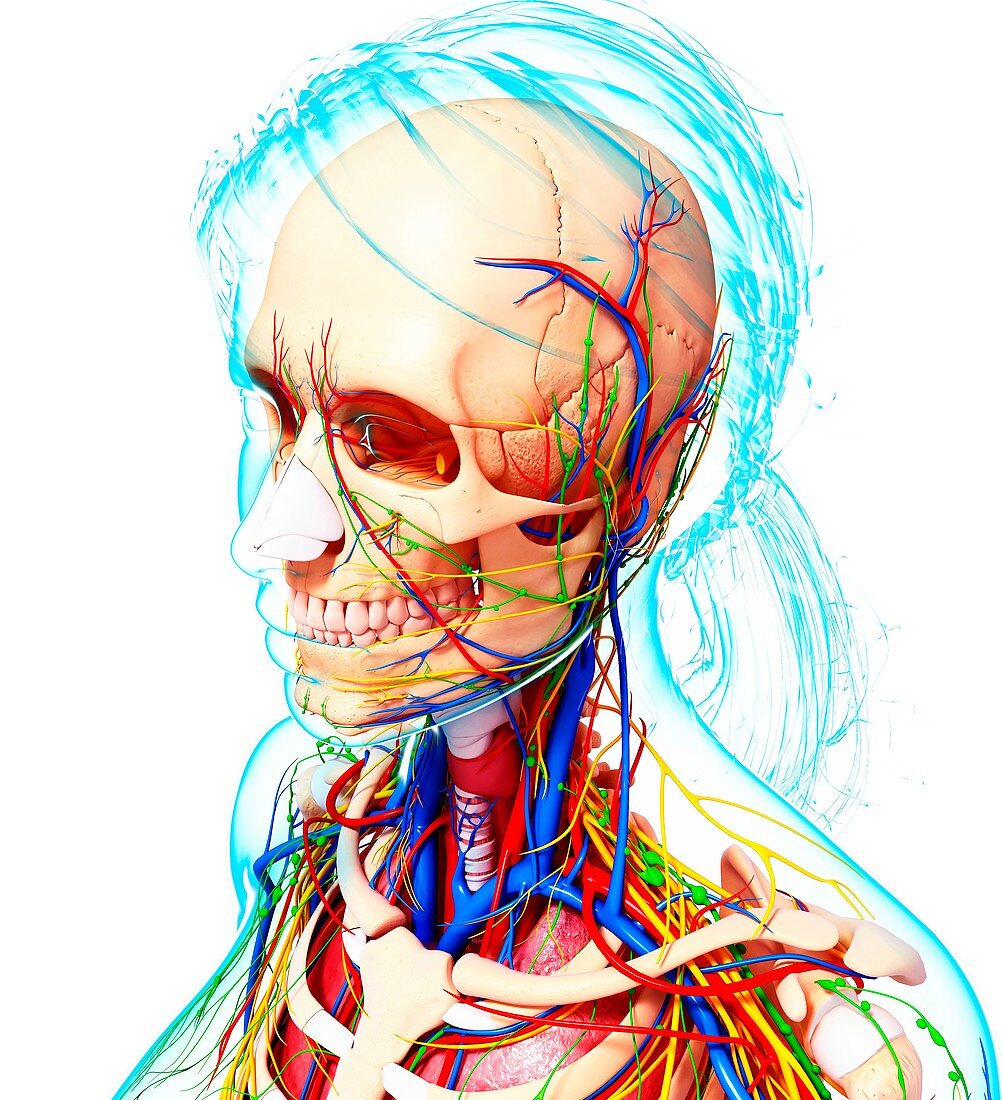 Female anatomy,artwork