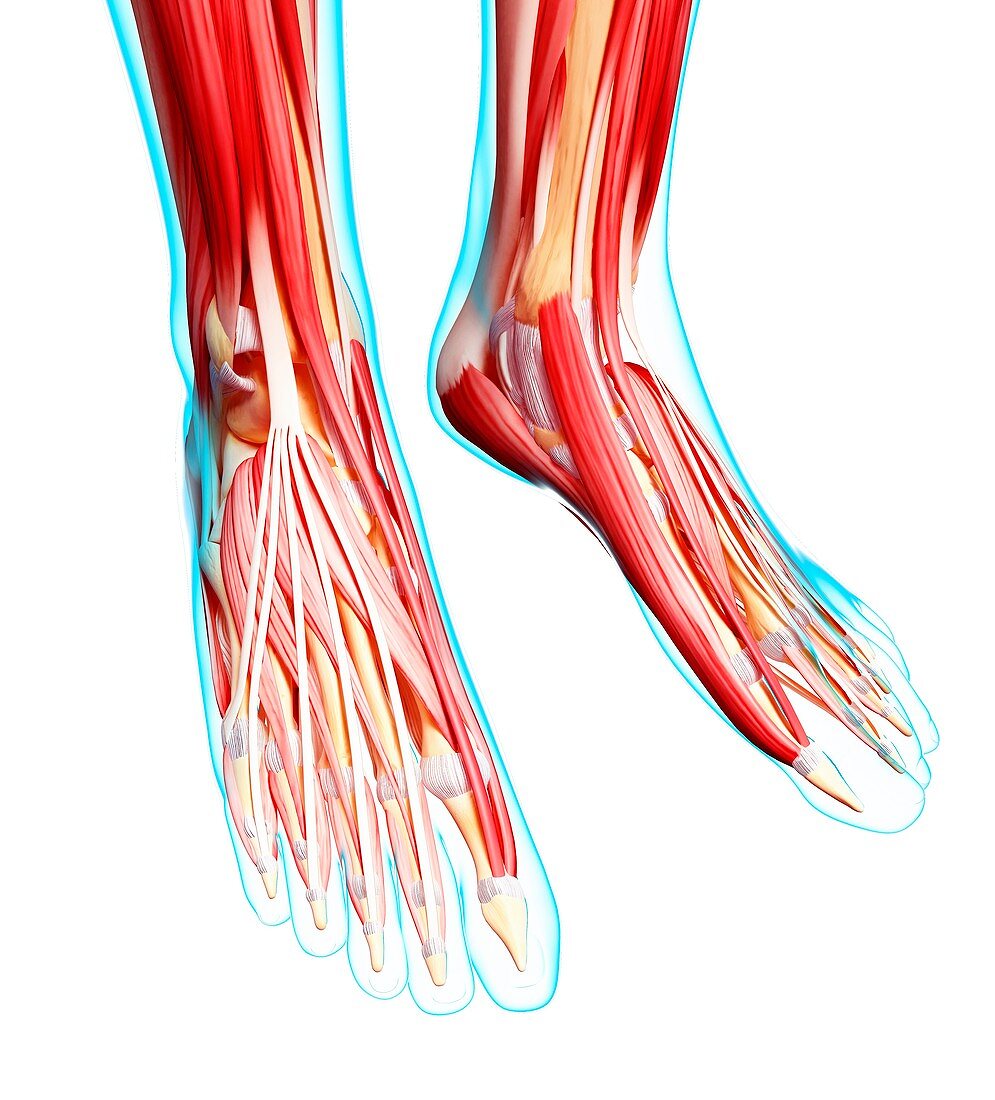 Human foot musculature,artwork