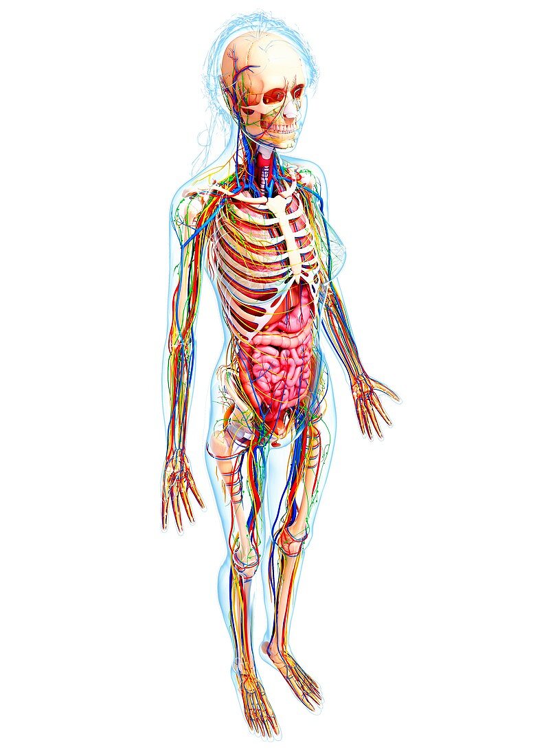 Female anatomy,artwork