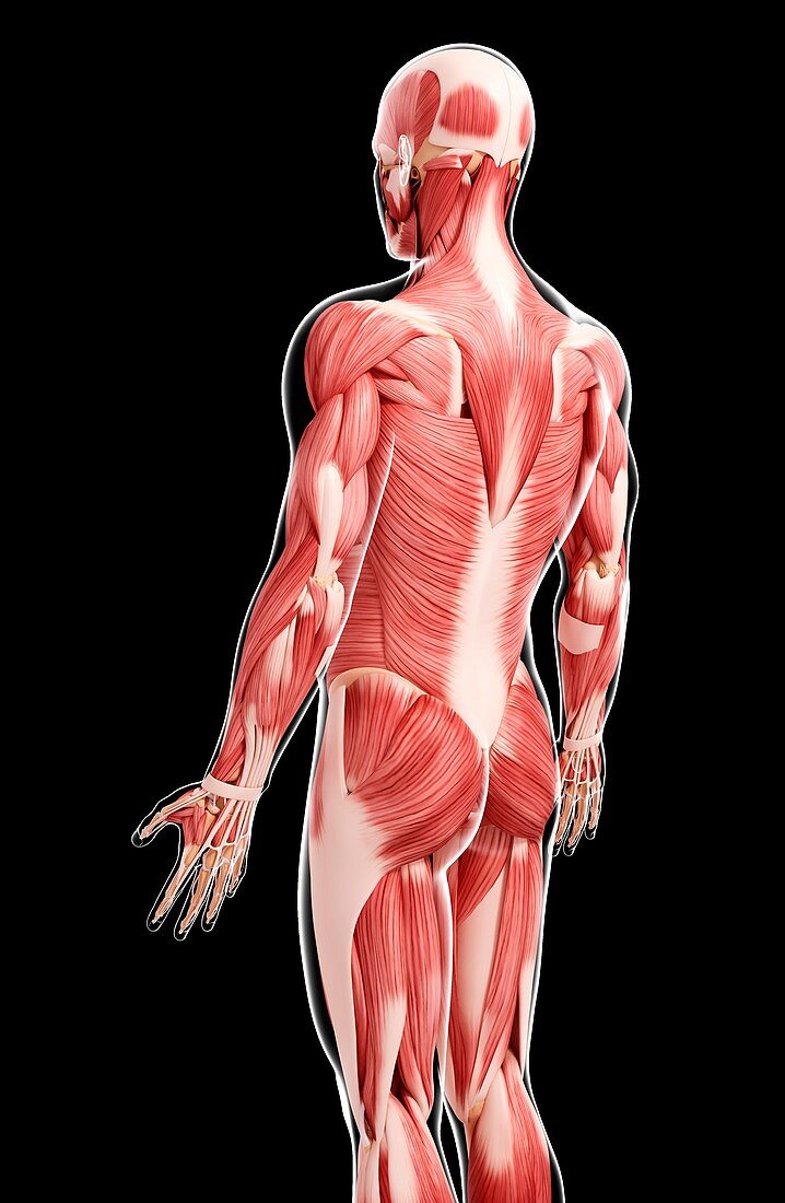 Human musculature,artwork