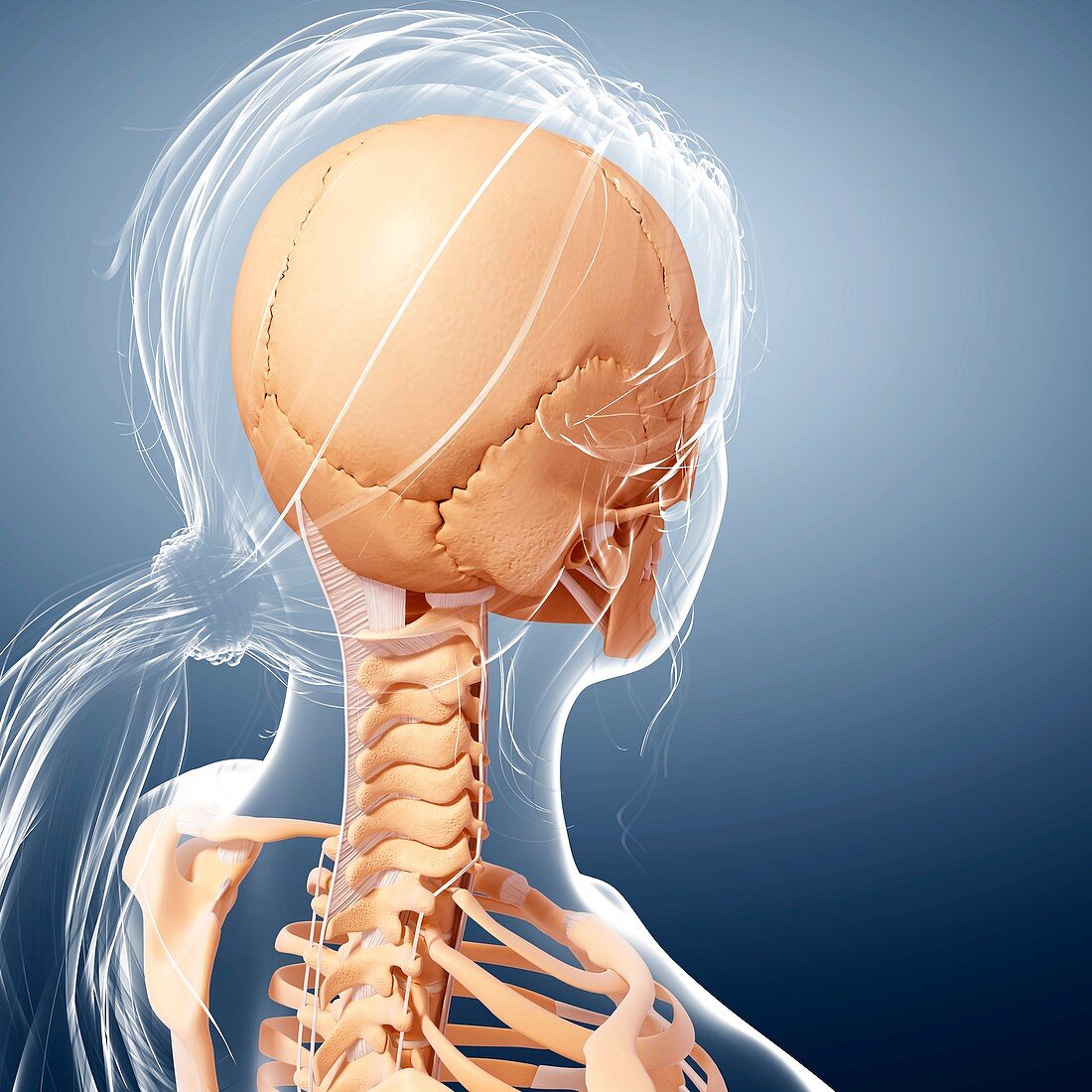 Female skeleton,artwork