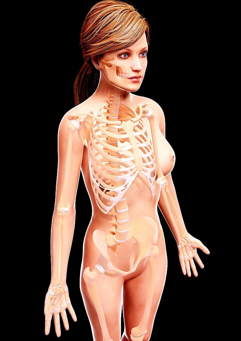 Female skeleton,artwork