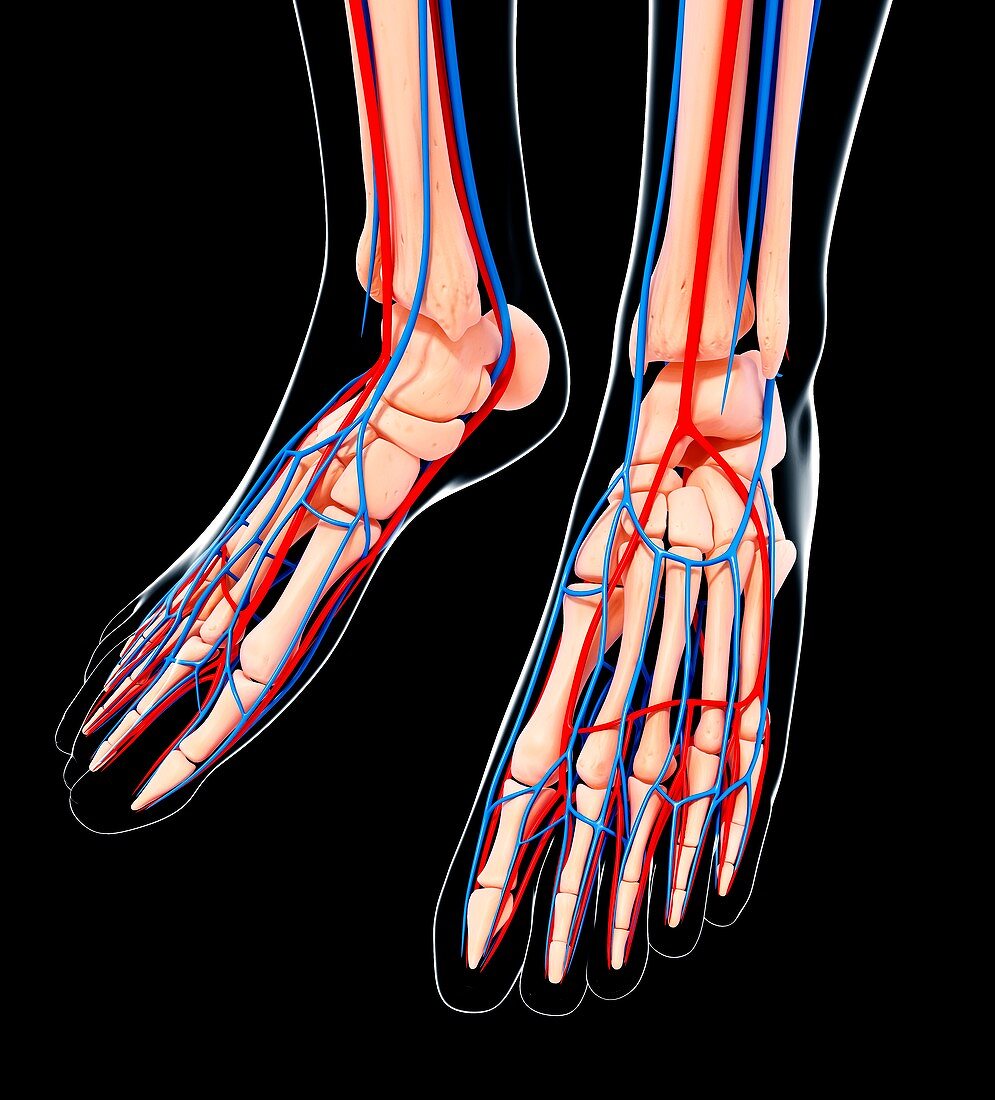 Human foot cardiovascular system,artwork