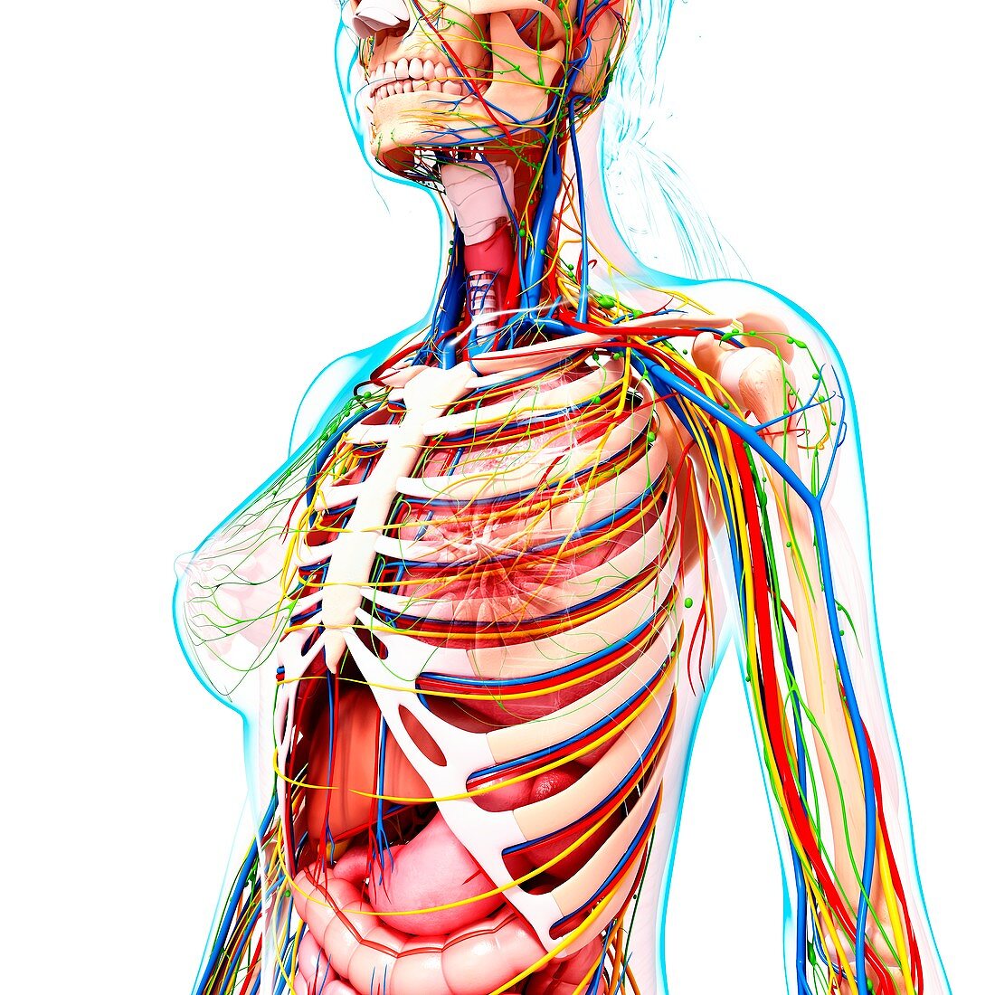 Female anatomy,artwork