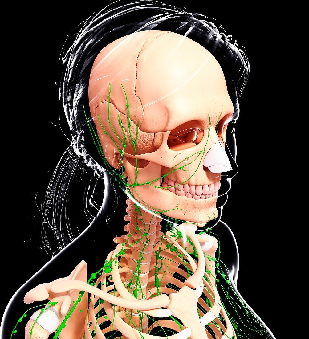 Female anatomy,artwork