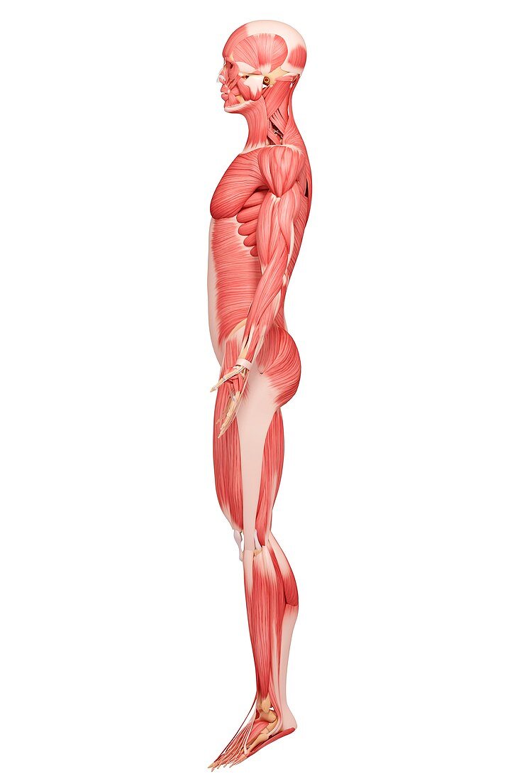 Human musculature,artwork