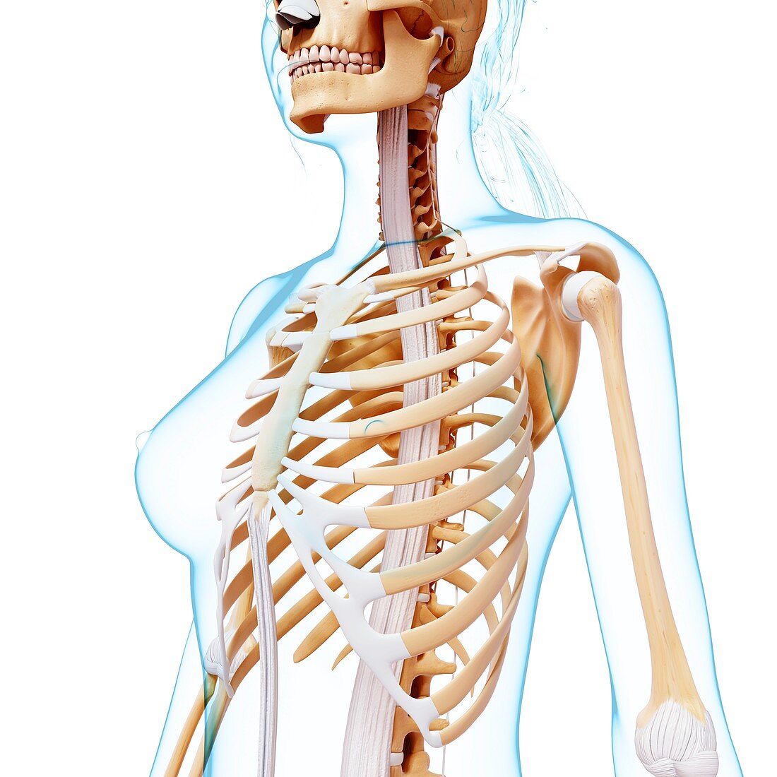 Female skeleton,artwork