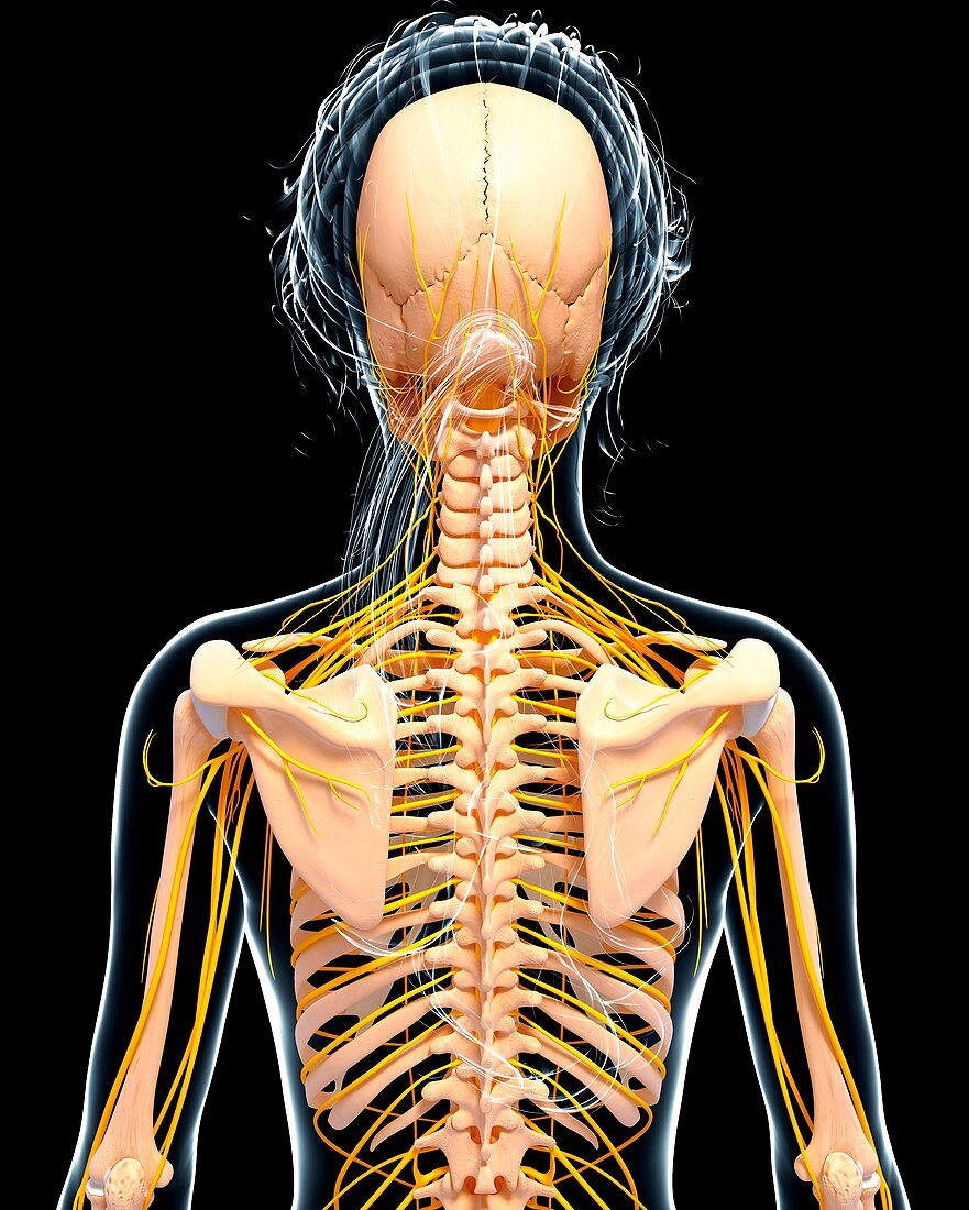 Female nervous system,artwork