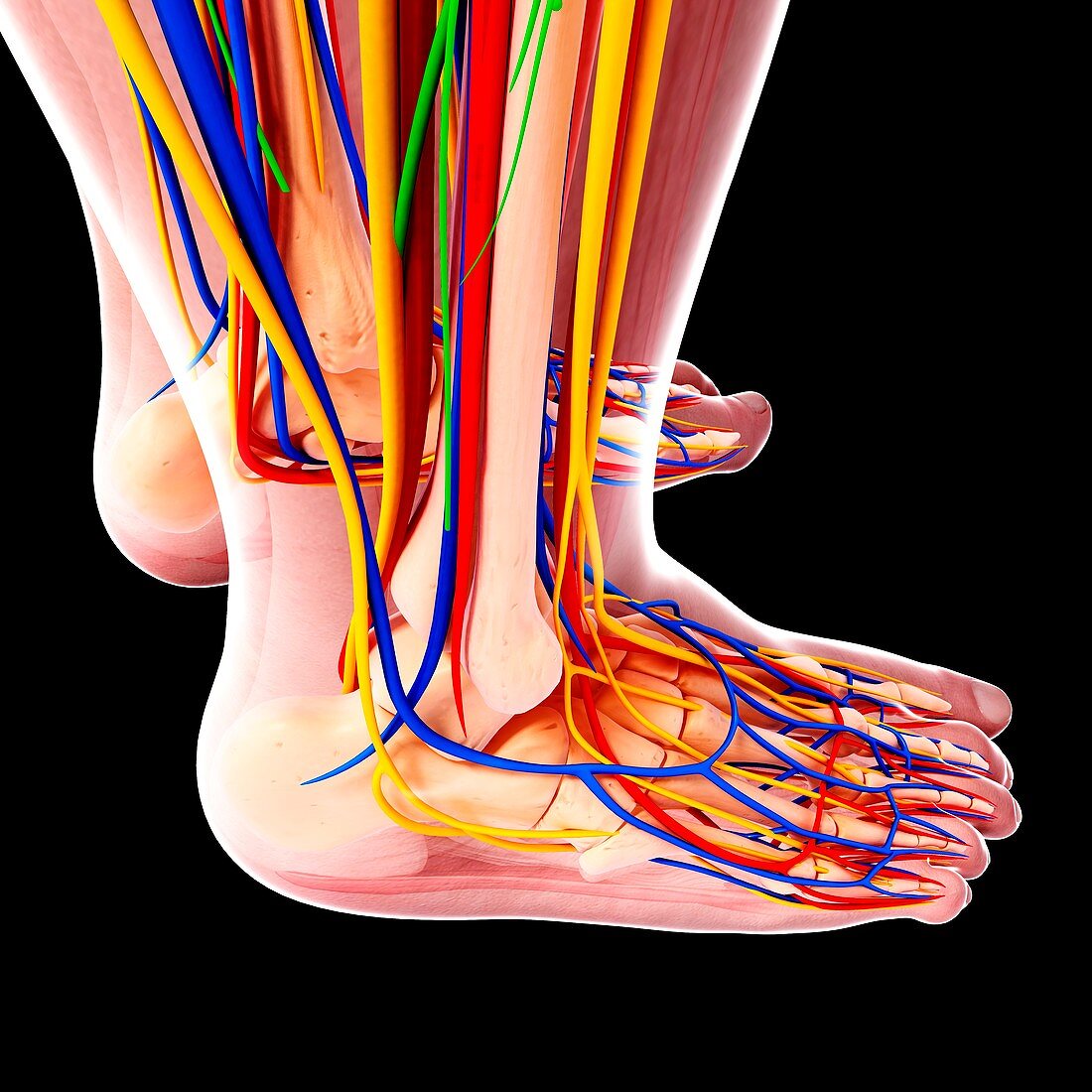 Human foot anatomy,artwork