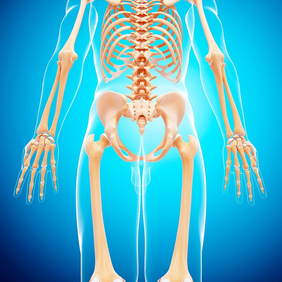 Human skeleton,artwork