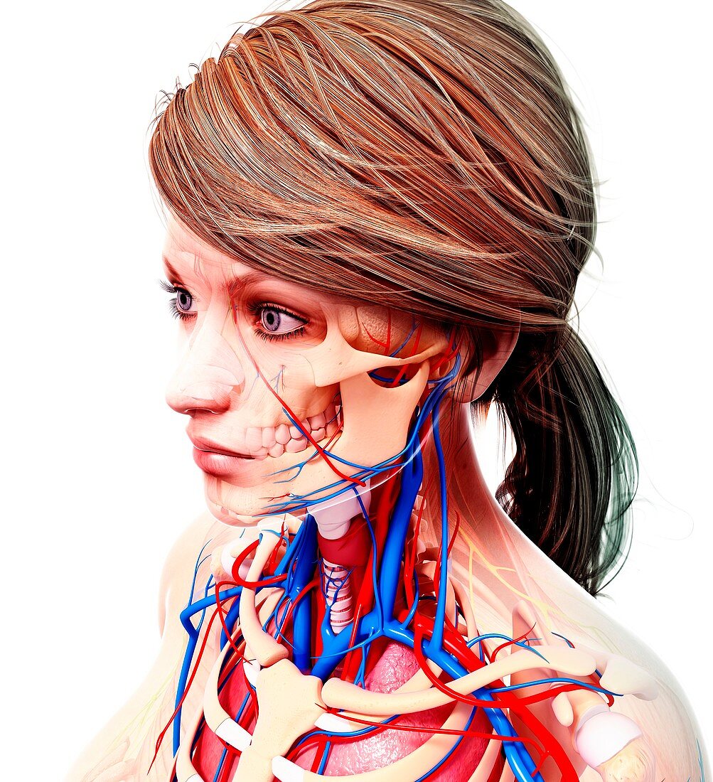 Female cardiovascular system,artwork