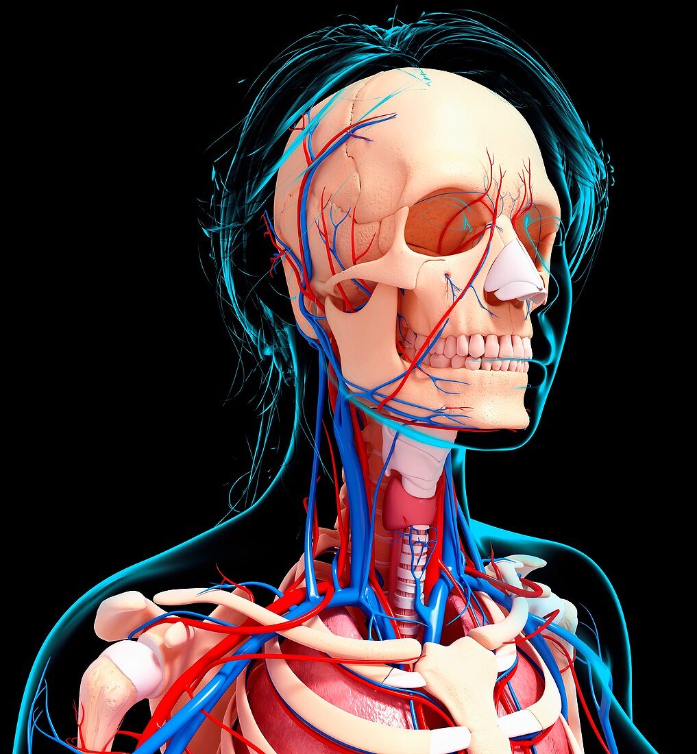 Female cardiovascular system,artwork