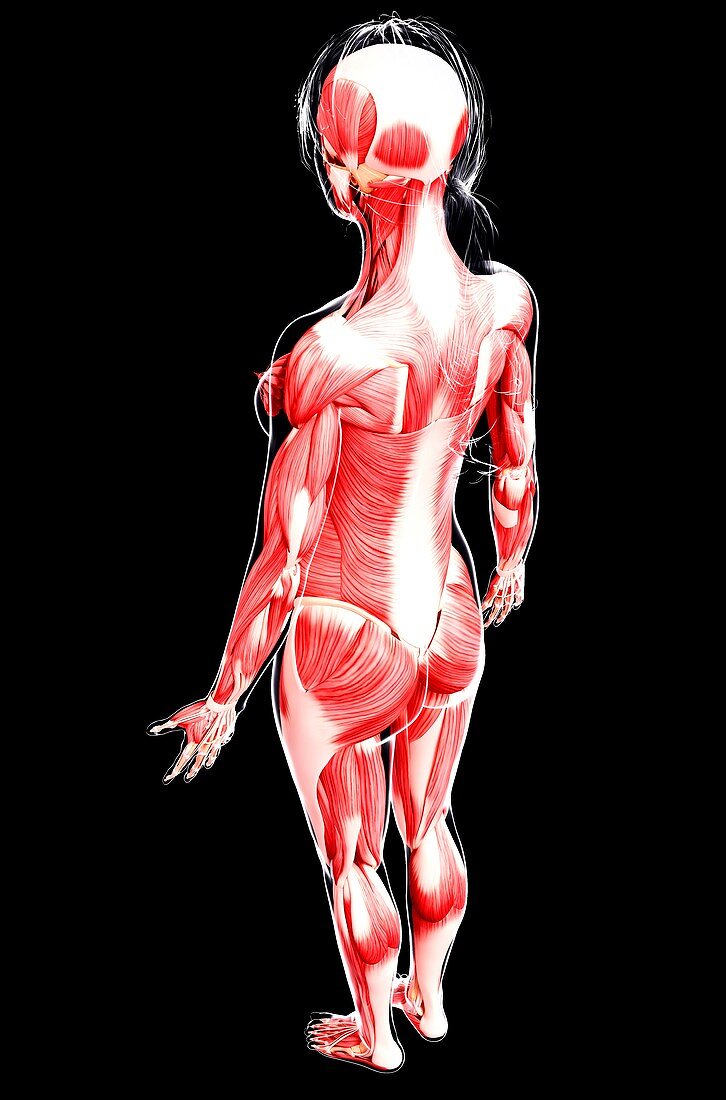 Female musculature,artwork