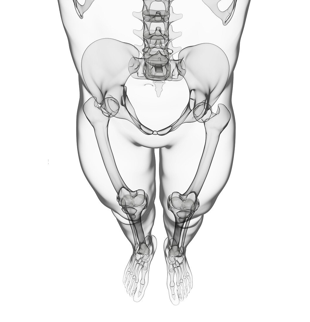 Human skeleton,artwork