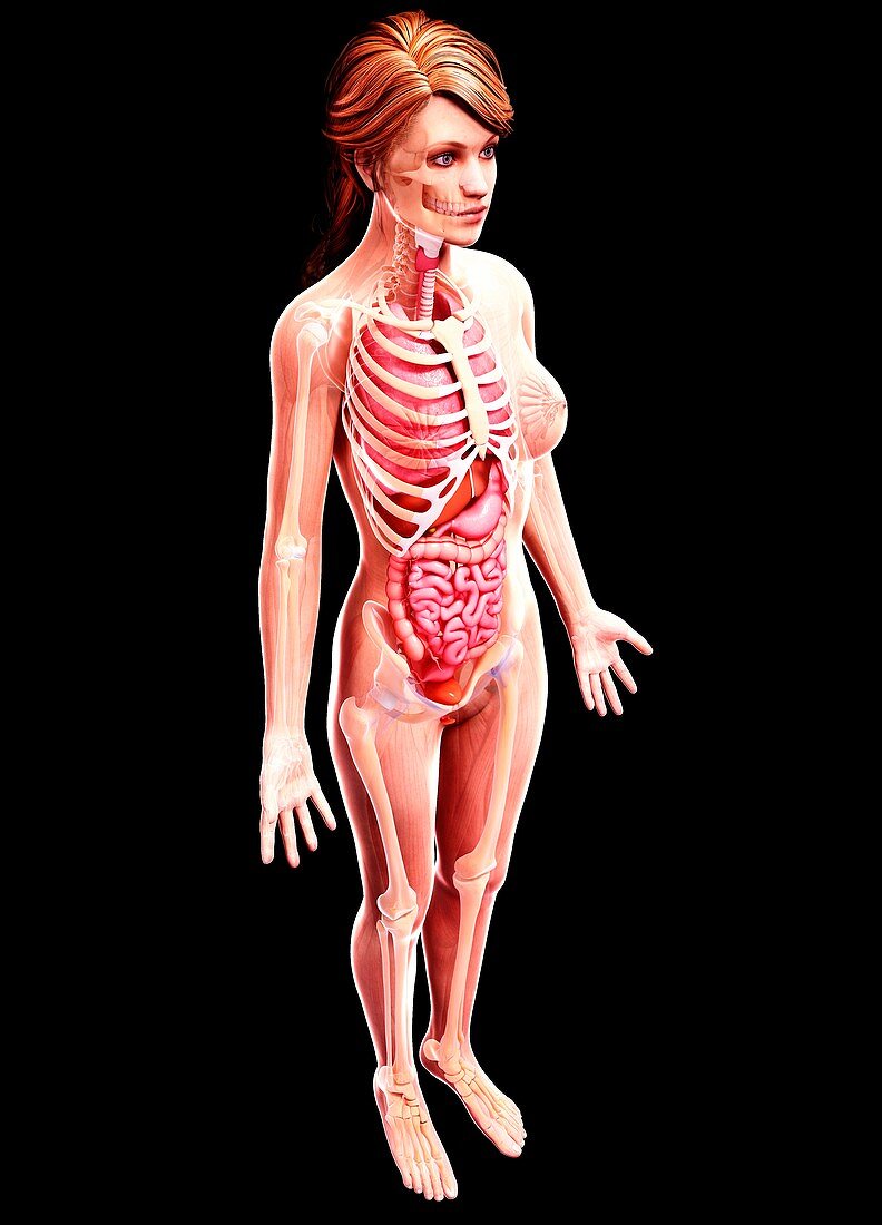 Female anatomy,artwork