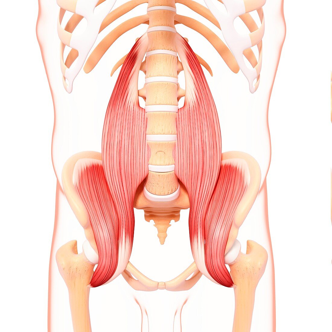 Human musculature,artwork