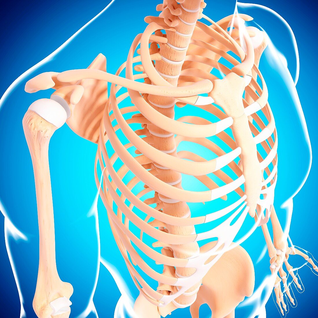 Human skeleton,artwork