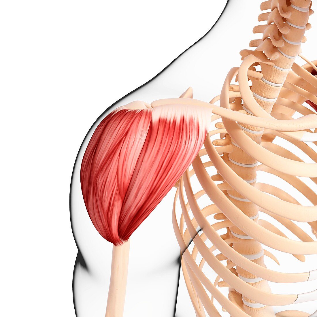 Human shoulder musculature,artwork