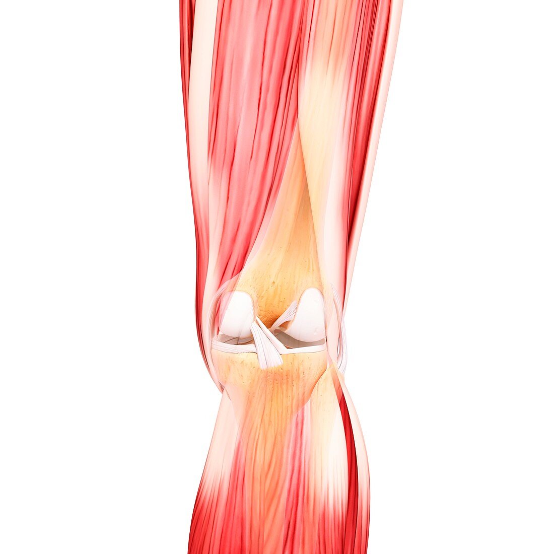 Human leg musculature,artwork