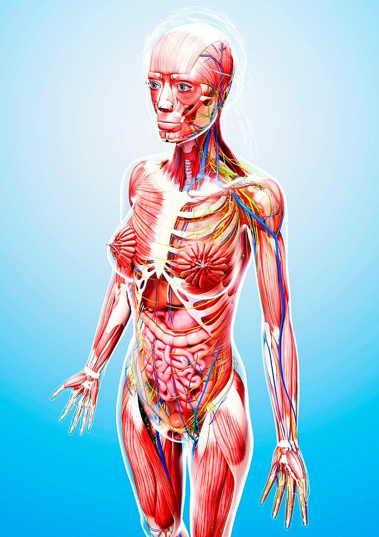 Female anatomy,artwork