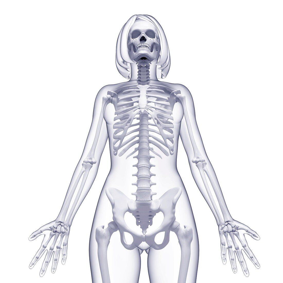 Female skeleton,artwork