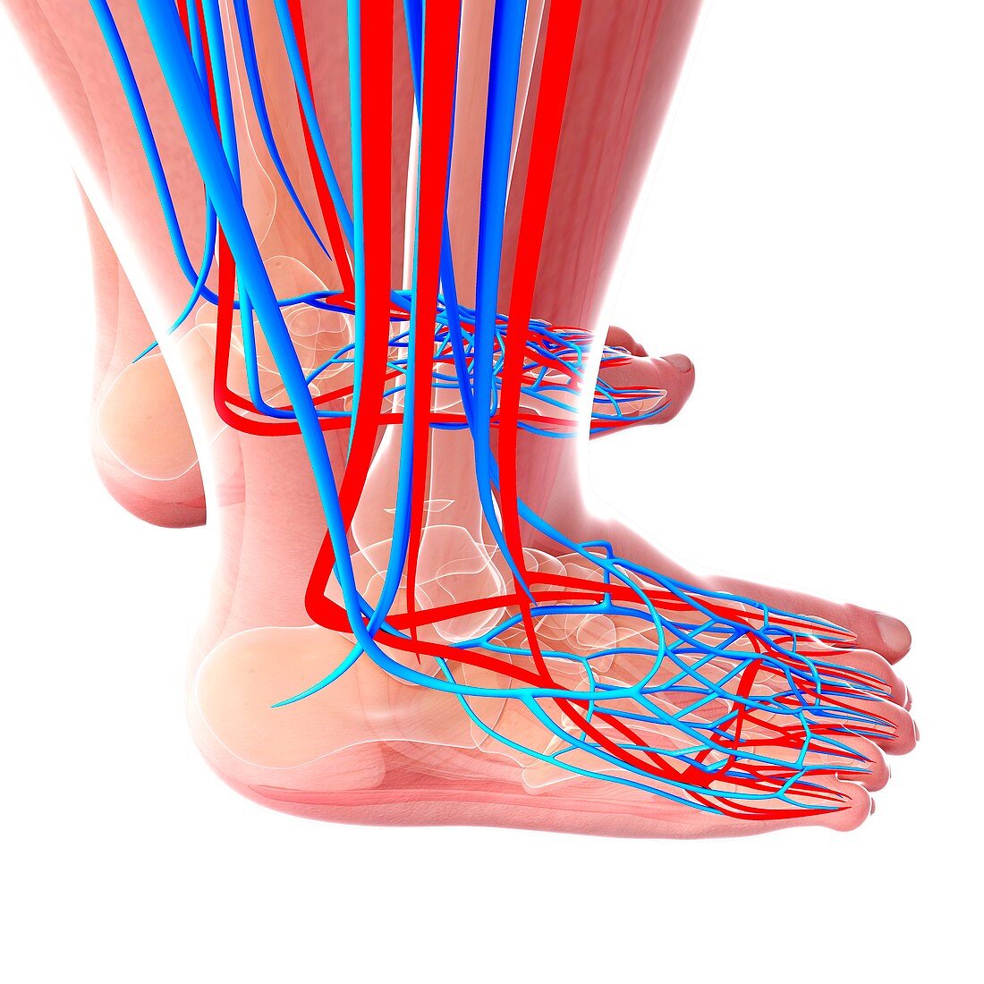 Human foot cardiovascular system,artwork