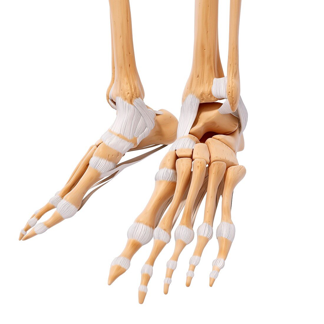 Human foot bones,artwork