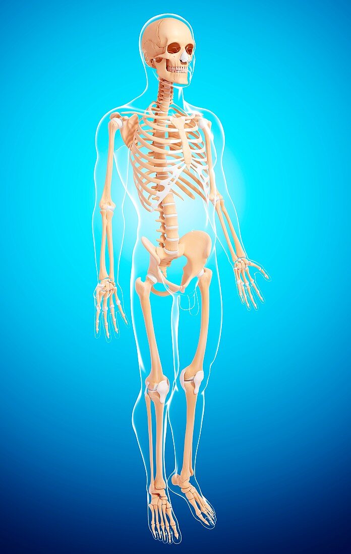 Male skeleton,artwork