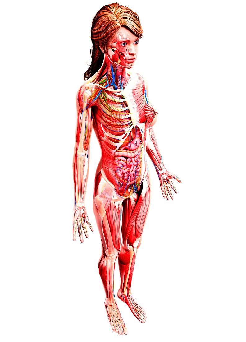 Female anatomy,artwork