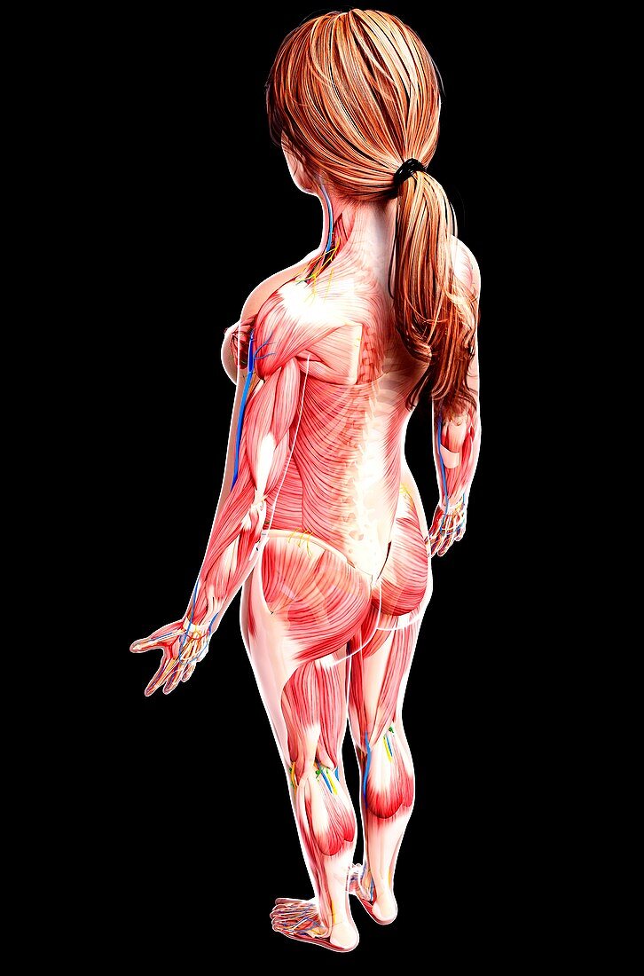 Female anatomy,artwork