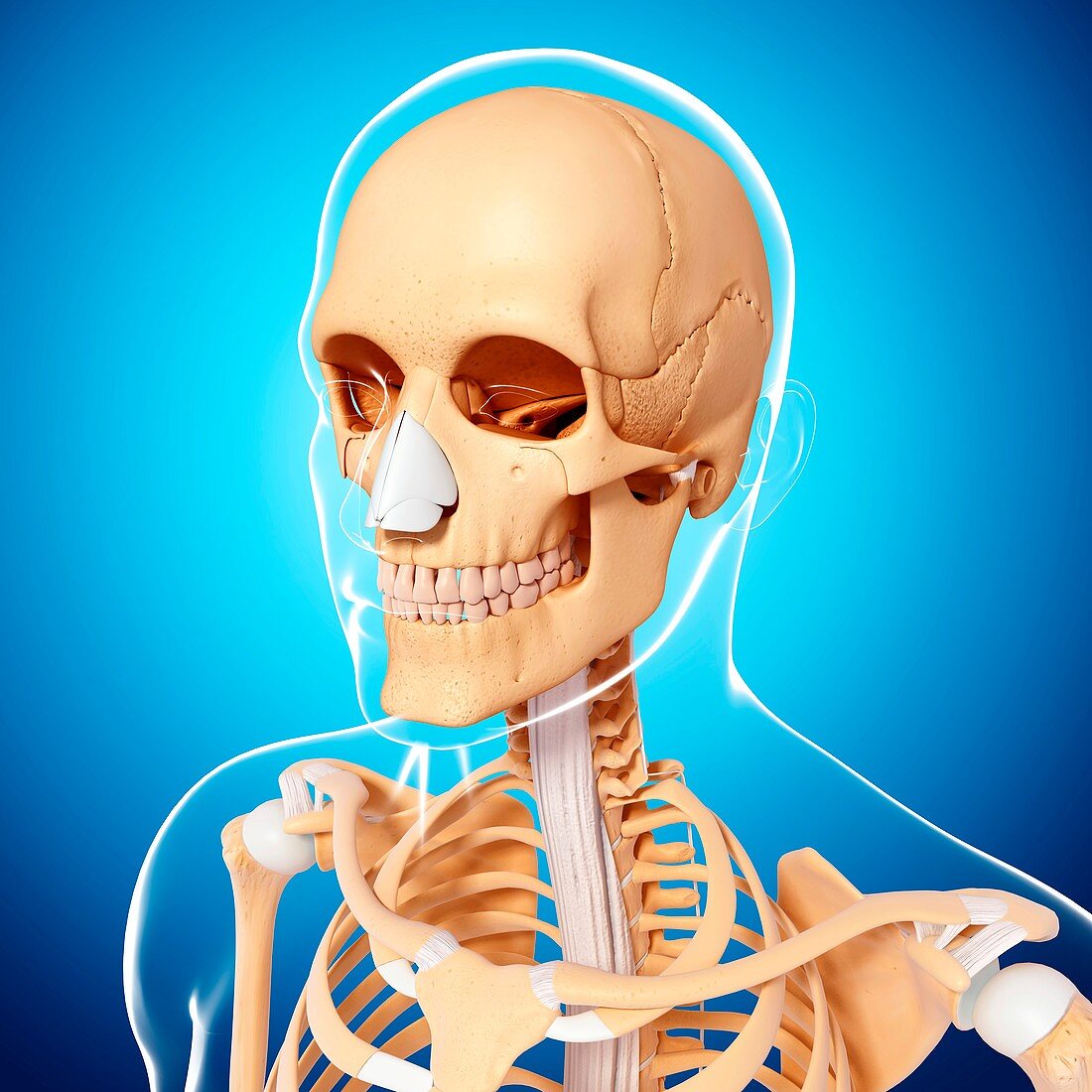 Human skeleton,artwork