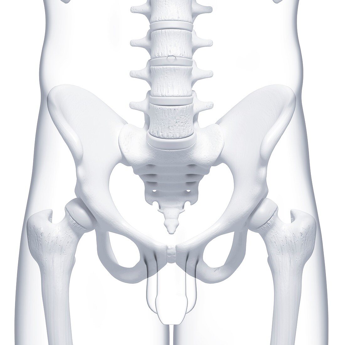 Male pelvic bones,artwork