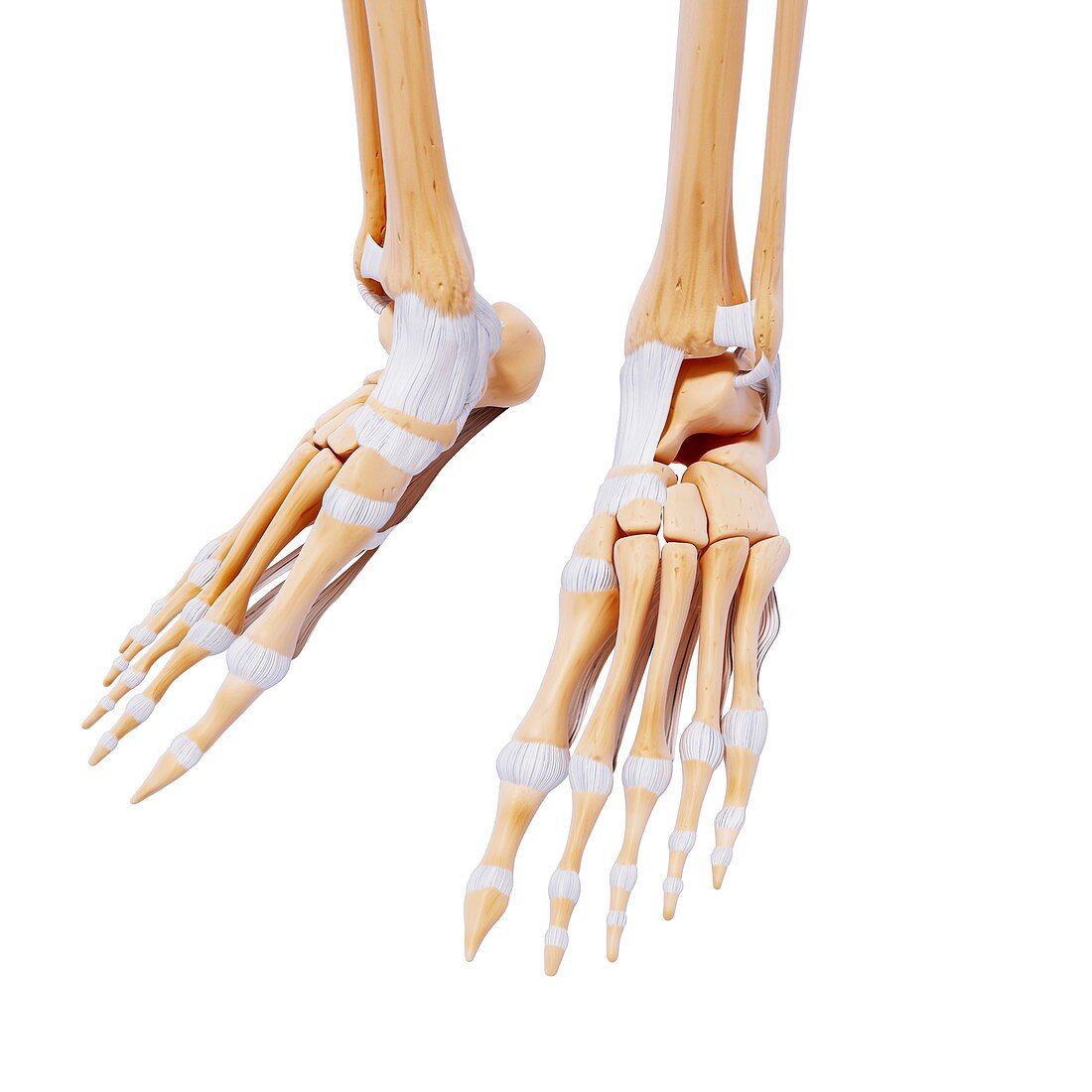 Human foot bones,artwork