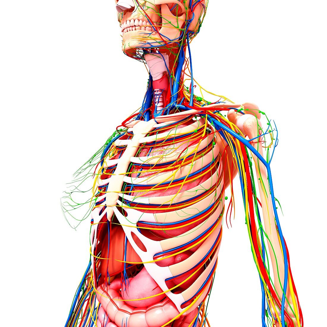 Female anatomy,artwork