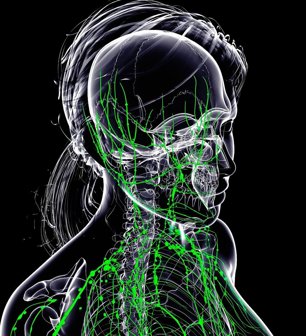 Female lymphatic system,artwork